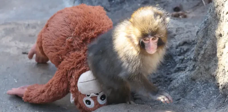 Punch monyet viral boneka