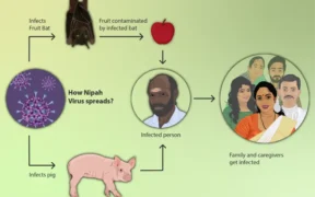 cara penularan virus Nipah