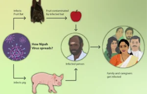 Cara Penularan Virus Nipah yang Wajib Kamu Tahu