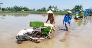 Percepat Tanam Padi, Poktan Sedap Malam Tiga Manfaatkan Rice Transplanter