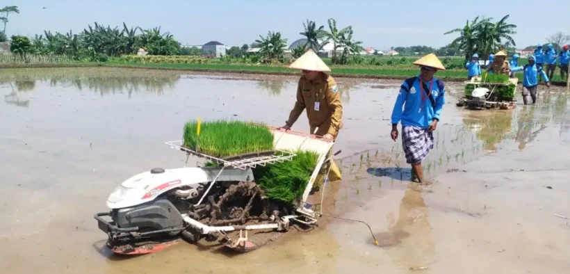 Percepat Tanam Padi, Poktan Sedap Malam Tiga Manfaatkan Rice Transplanter