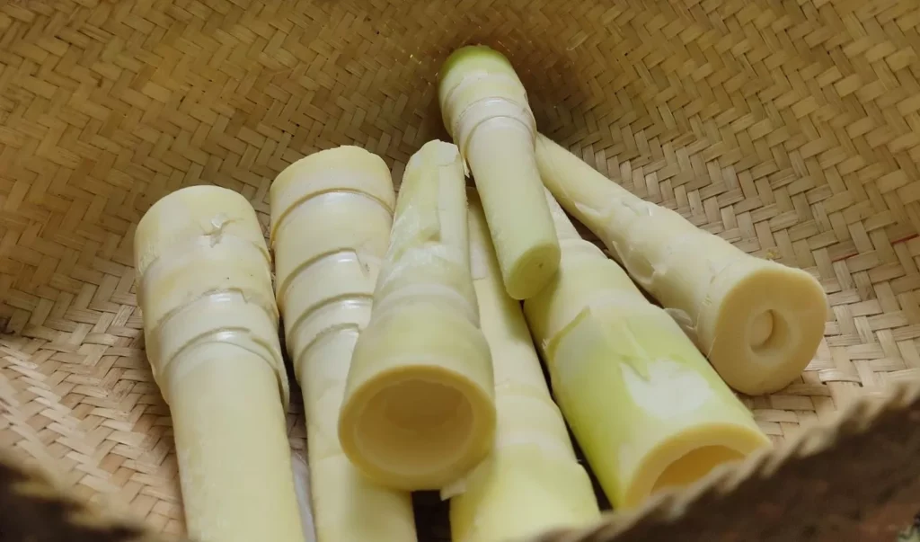 Rebung atau tunas bambu, Salah satu bahan pangan favorit di berbagai negara Asia ini, ternyata punya manfaat lebih bagi kesehatan tubuh