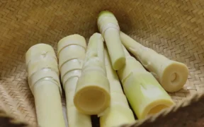Rebung atau tunas bambu, Salah satu bahan pangan favorit di berbagai negara Asia ini, ternyata punya manfaat lebih bagi kesehatan tubuh