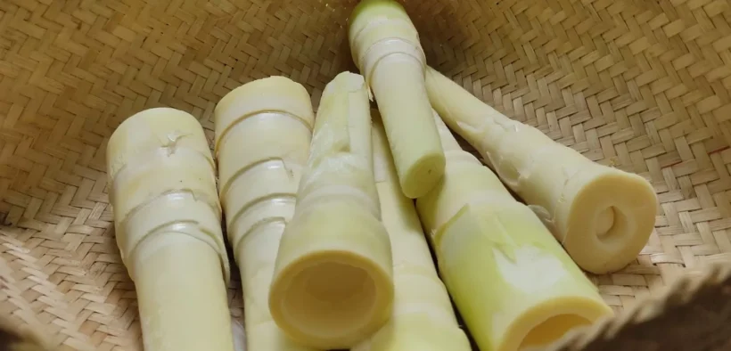 Rebung atau tunas bambu, Salah satu bahan pangan favorit di berbagai negara Asia ini, ternyata punya manfaat lebih bagi kesehatan tubuh