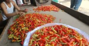 Harga cabai yang sempat bikin dompet “kepedesan” kini mulai turun di beberapa pasar tradisional Kota Malang, Opor Rendang Lebaran Aman!