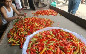 Harga cabai yang sempat bikin dompet “kepedesan” kini mulai turun di beberapa pasar tradisional Kota Malang, Opor Rendang Lebaran Aman!