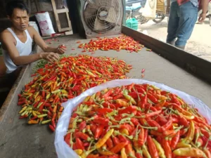 Harga Cabai di Malang Turun, Opor dan Rendang Lebaran Aman!