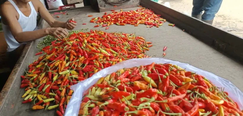 Harga cabai yang sempat bikin dompet “kepedesan” kini mulai turun di beberapa pasar tradisional Kota Malang, Opor Rendang Lebaran Aman!