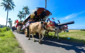 Destinasi favorit seperti Pantai Watu Ulo dan Pantai Papuma dipadati wisatawan saat libur lebaran 2026, Jangan Kelewatan Festival Pegon