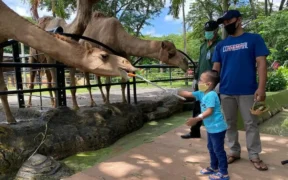 per tanggal 24 Maret 2026, tercatat udah ada sekitar 40 ribu pengunjung yang memadati area Bonbin KBS pas Lebaran 2026