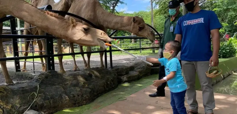 per tanggal 24 Maret 2026, tercatat udah ada sekitar 40 ribu pengunjung yang memadati area Bonbin KBS pas Lebaran 2026