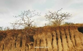 el nino kekeringan indonesia