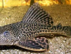 Ikan Sapu-Sapu Ternyata Bisa Turunkan Fungsi Otak