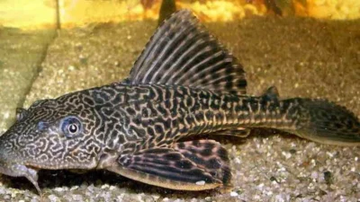 Ikan Sapu-Sapu Ternyata Bisa Turunkan Fungsi Otak