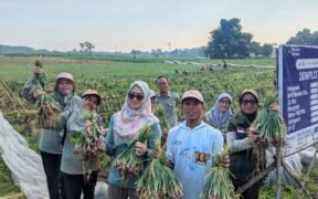 Di tengah cuaca yang makin nggak menentu, petani di Kabupaten Probolinggo justru berhasil Menaikkan produksi bawang merah