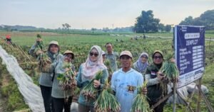 Petani Probolinggo Naikkan Produksi Bawang Merah 30%