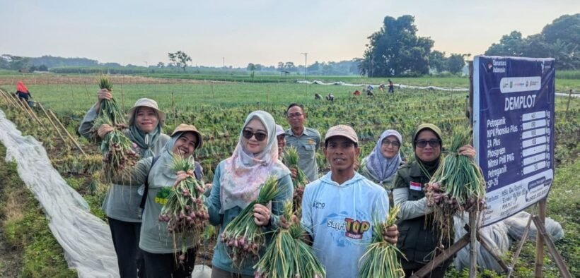 Di tengah cuaca yang makin nggak menentu, petani di Kabupaten Probolinggo justru berhasil Menaikkan produksi bawang merah