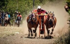 Tradisi Kerapan Sapi Probolinggo di Lapangan Desa Tempuran, Kecamatan Bantaran, Sabtu-Minggu (4-5/4/2026), ajang ini sukses