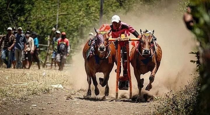 Tradisi Kerapan Sapi Probolinggo di Lapangan Desa Tempuran, Kecamatan Bantaran, Sabtu-Minggu (4-5/4/2026), ajang ini sukses