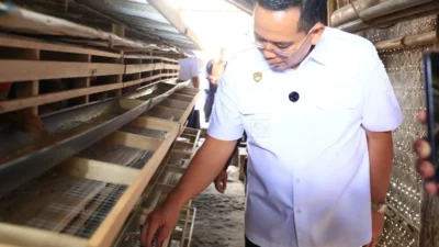 Budidaya Puyuh Jadi Andalan Pemkot Probolinggo