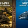Mengapa Ikan Air Tawar Seperti Sapu-Sapu Tak Bisa Jadi Sashimi Layaknya Tuna