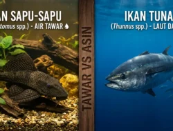 Mengapa Ikan Air Tawar Seperti Sapu-Sapu Tak Bisa Jadi Sashimi Layaknya Tuna