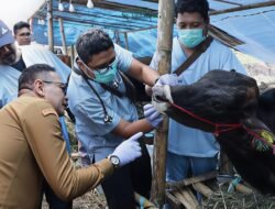 Wali Kota Malang Pastikan Hewan Kurban Sehat Jelang Iduladha 2026