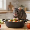 Awas Ada Hantavirus! Ini 7 Tips Ampuh dari WHO