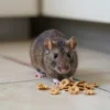 Gak Cuman Hantavirus, Ini 5 Penyakit Mematikan yang Dibawa Tikus