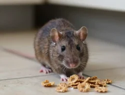 Gak Cuman Hantavirus, Ini 5 Penyakit Mematikan yang Dibawa Tikus