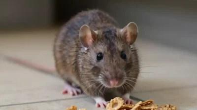 Tikus yang berkeliaran di sekitar rumah atau gudangmu itu membawa "paket lengkap" penyakit berbahaya lainnya