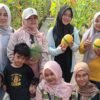 Wisata Petik Melon Situbondo Tawarkan Varian Lavender dan Sweet Hami