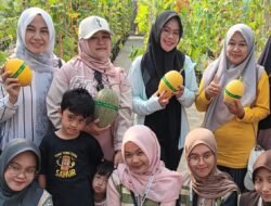 Wisata Petik Melon Situbondo Tawarkan Varian Lavender dan Sweet Hami