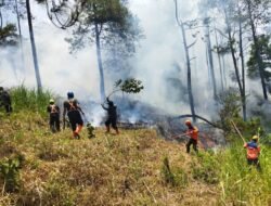 5.000 Meter Persegi Hutan Pinus Pesanggrahan Kota Batu Terbakar