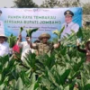 Panen Raya Tembakau Jombang, 5.198 Hektare Lahan Tembus Potensi Ekonomi Rp487 Miliar