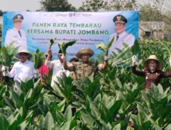 Panen Raya Tembakau Jombang, 5.198 Hektare Lahan Tembus Potensi Ekonomi Rp487 Miliar