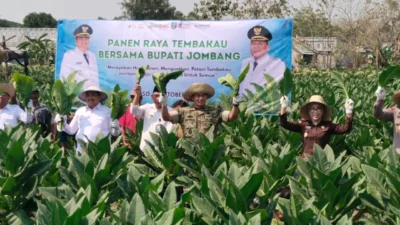 Pemerintah Kabupaten (Pemkab) Jombang menggelar acara Panen Raya Tembakau di Desa Bawangan, Kecamatan Ploso, Rabu (7/10/2026).