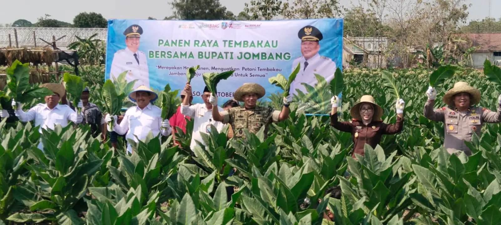 Pemerintah Kabupaten (Pemkab) Jombang menggelar acara Panen Raya Tembakau di Desa Bawangan, Kecamatan Ploso, Rabu (7/10/2026).